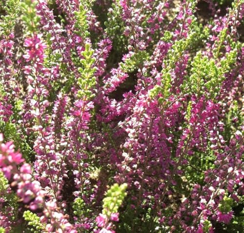 Besenheide Calluna vulgaris 'Allegro' Sommerheide 10-15 cm
