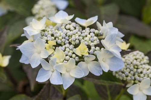 Berghortensie Hydrangea serrata Blue Deckle 30-40 cm winterhart