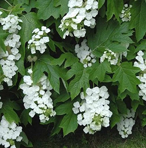 Eichenblättrige Hortensie Snowflake 40-60cm - Hydrangea quercifolia - lebende Gartenpflanze aus den Baumschulen