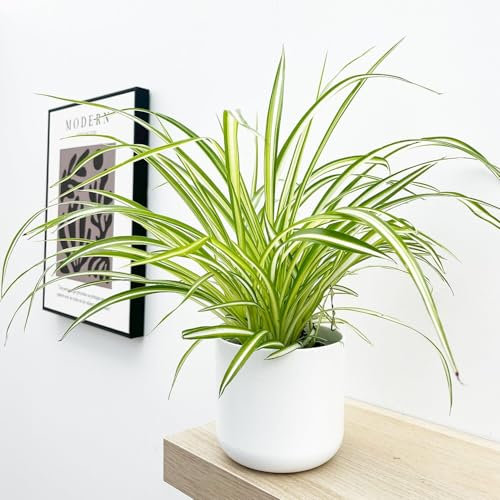 Prestige Plant Spider Plant (Chlorophytum comosum) –Approximately 30–40cm Tall | Easy-Care Air-Purifying Houseplant | Classic Indoor Greenery