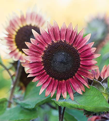 Helianthus Annus Sunflower Mr Mars Garden Plant Hardy Annual Flowering Garden Plants Easy to Grow Your Own 1x Seed Packet by Thompson and Morgan.