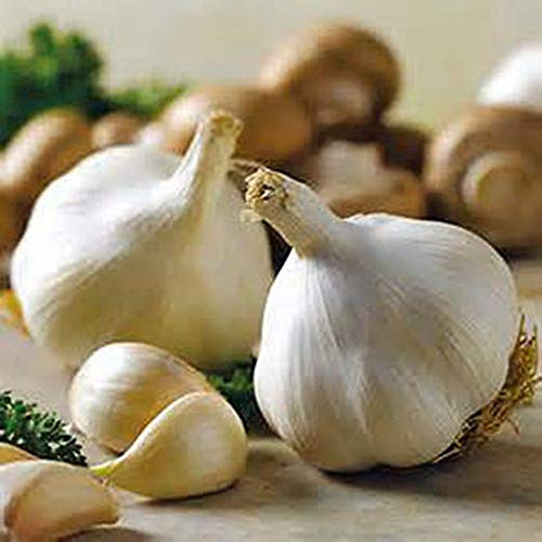 Snow Hill Organic Himalayan Garlic Bulbs – Heirloom, Non-GMO, Naturally Small Size – 15 Bulbs Raw Garlic Grown in High Altitude of Nepal – Bold Flavor for Cooking & Traditional Wellness Use