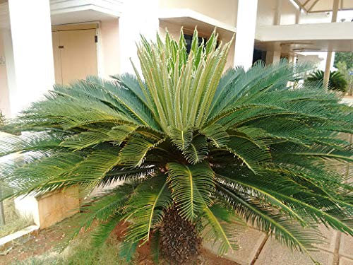 Aamish 10pcs palmier Cycas