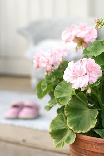 New Geranium Flower Seeds 20pcs Pale Pink Generic