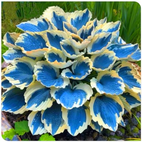 Schöne Hosta, kältebeständig, mehrjährig, seltene Farbe, geeignet für die Gartendekoration-4 stück-I