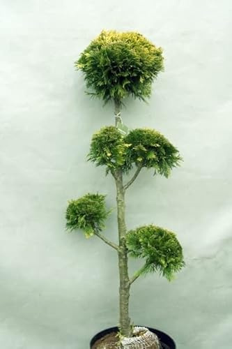 Chameazyparis Ponpon, Scheinzypresse Hochstamm Multikugel Bonsai