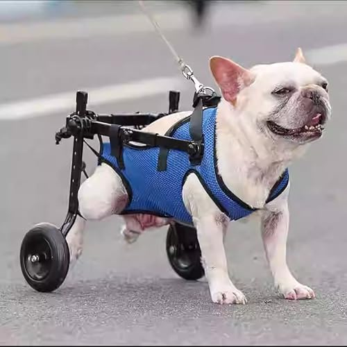 Koncey Rullstol för hund med bakben, vagn för funktionshindrade hundar, husdjur rörlighetshjälpmedel, justerbart stödhjul för bakre ben för hundar (M)