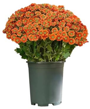 Maigridy Bouquet di margherite artificiali autunnali, imitazione crisantemi, decorazione resistente alle intemperie pianta per vaso da giardino composizione floreale
