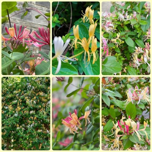 GeißblattSamen, kletterpflanzen winterhart mehrjährig Lonicera japonica, steingartenpflanzen bienenweide gartenpflanzen bio 400pcs