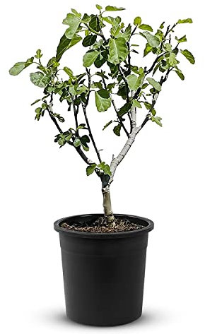 Tropictrees Brown Turkey Feigenbaum mit einer Höhe von 40-60 cm und einem Stammumfang von 3-5 cm | Feigen zur Saftherstellung und als Zutat für Gerichte | Feigenbaum winterhart mit essbaren Früchten