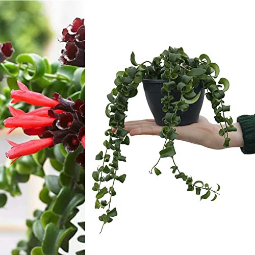 Aeschynanthus 'Rasta' Curly Wurly Lipstick Plant - Indoor Plant in 12cm Pot - Bright Red Flowers (1 Plant)