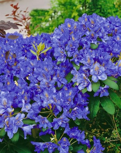 Rhododendron fastigiatum 'Intrifast' 30-40 cm – Winterhart, Immergrün, Mehrjährig – Zwerg-Rhododendron – Zierstrauch für Steingarten & Kübel