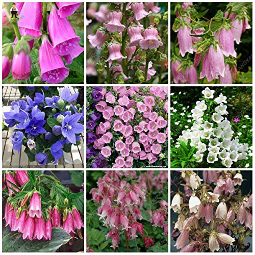 Kalash New Campanula graines Fleurs pour le jardinage mixtes 3