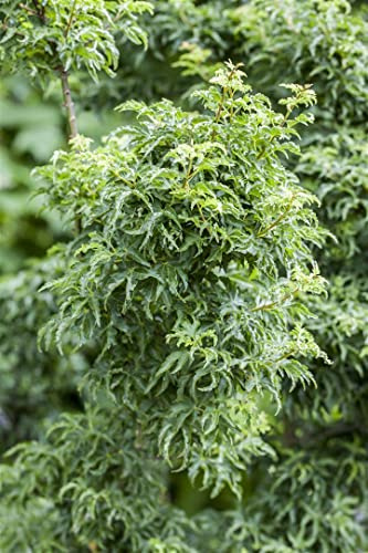 Fächerahorn Acer palmatum Shishigashira 80 cm, winterhart | Kompaktes Wachstum, dekoratives Laub, sonnig bis halbschattig, pflegeleicht, ideal für Vorgarten und Terrasse