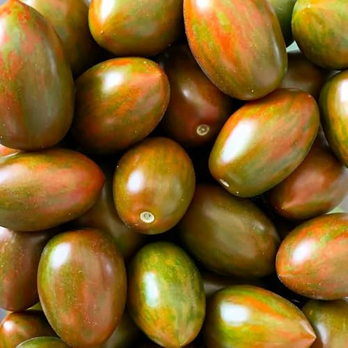 Artisan Lucky Tiger Bio-Tomatensamen