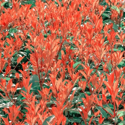 Vivai le Georgiche - Pianta vera di Photinia x fraseri Chico Nana - vaso Ø 18 cm