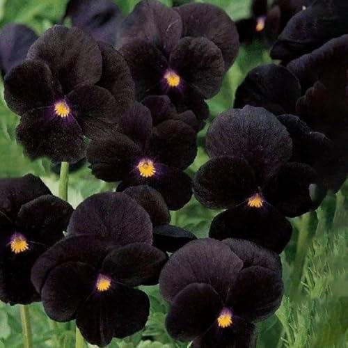 450 piezas Las semillas de pensamiento son resistentes perennes resistentes de primavera semillas jardín rocas