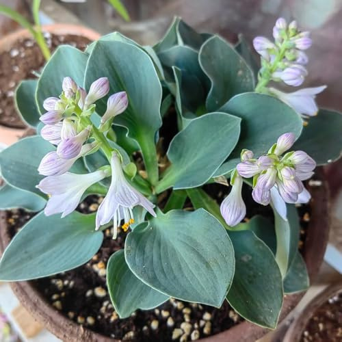 semi di hosta, regali sostenibili Hosta plantaginea, semi di selvatici decorazione floreale decorazione da giardino per esterni funky resistente 200pcs