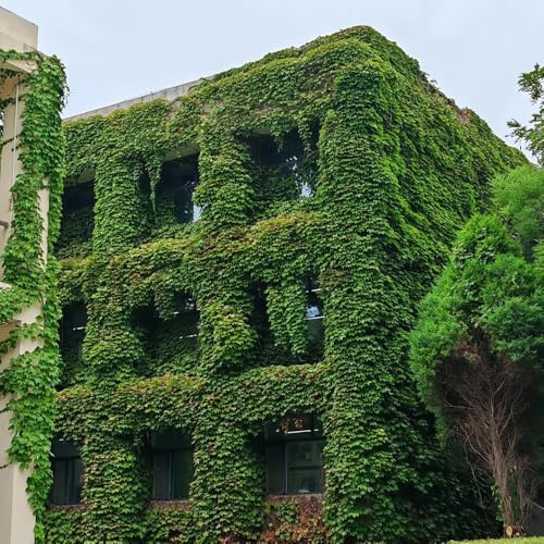 Semi di Parthenocissus tricuspidata, da balcone rampicanti di vite selvatica resistente, vecchie varietà biologici decorazione da giardino per esterni 250pcs