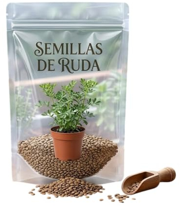 Planta de Ruda para Huerto Urbano y Jardinería Doméstica – Semillas de Ruda DECOALIVE