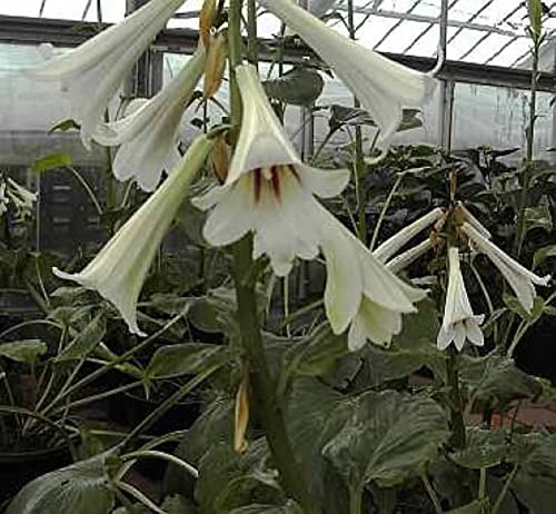 Riesen Lilie - Cardiocrinum giganteum - lebende Gartenpflanze aus den Baumschulen
