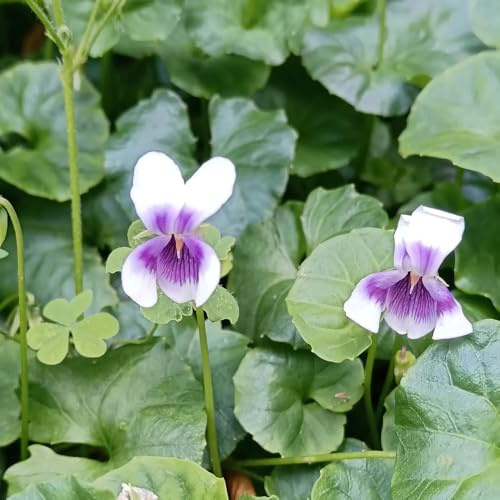 Duftveilchen - zimmerpflanze Duftveilchen winterhart blumensamen mehrjährig winterhart pflanztopf gewächshaus balkon wildblumensamen bonsai wiesenblumen 45samen