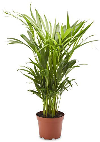 AIRY Goldfruchtpalme (Dypsis lutescens) • Luftreinigende Pflanze • Topf-Ø ca. 17cm, Höhe mit Topf ca. 70cm • Zimmerpflanze in gärtnerischer Qualität • Sicherer Pflanzenversand • Deutsche Gärtnerei