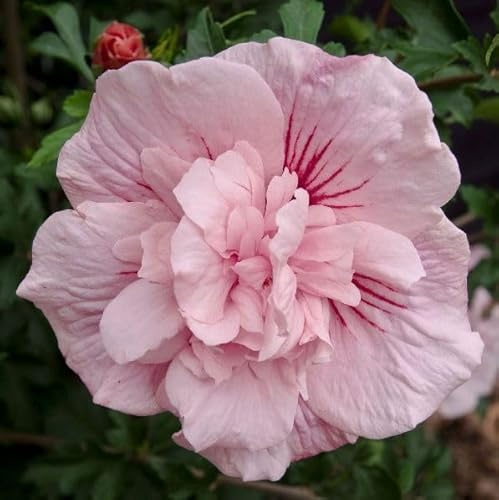 Vivai le Georgiche - Pianta vera di Hibiscus syriacus Pink Chiffon - vaso 6 Litri - Quadrato