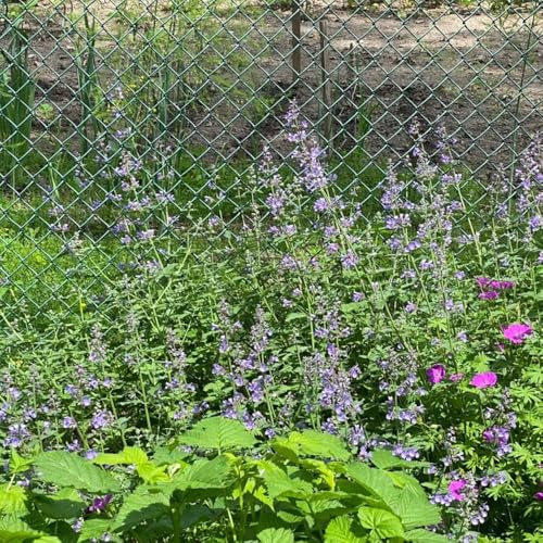 Katzenminze - kräutergarten kübelpflanzen minigarten bio 100samen