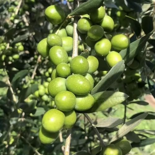 PIANTA DI ULIVO LECCIO DEL CORNO in vaso 20/fitocella età 2/3 anni