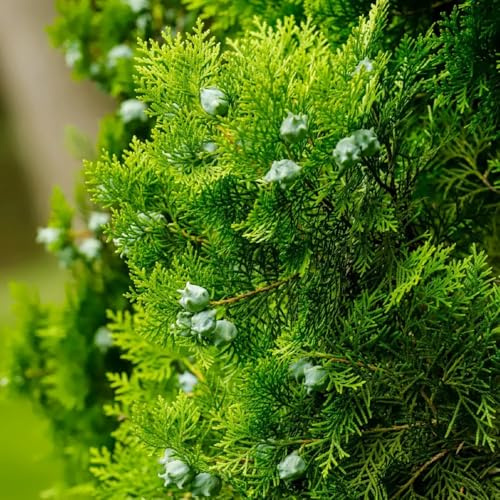 semi di cipresso - giardino roccioso resistenti vecchie varietà interno decorazione soggiorno 250pcs
