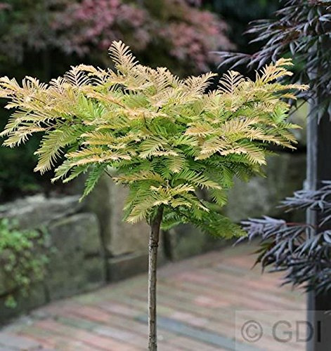 Metasequoia glyptostroboides 'Matthaie' 40–60 cm – Winterhart, Mehrjährig, Pflegeleicht – Urweltmammutbaum – Ziergehölz für Garten & Vorgarten