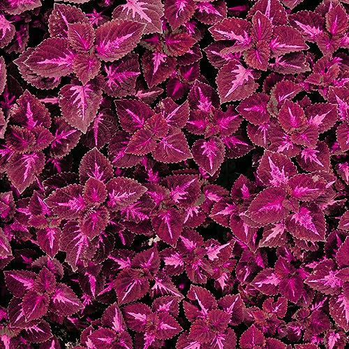 Easy Grow Seeds Coleus Black Dragon Flower Seeds - 20 Rare Seeds