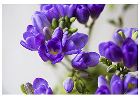 Oliwier's Bulbs 10x Freesia Double Blue Summer Flowering Colourful Garden Plant Corms Wedding Fragrant Cut Flowers Size 5/6