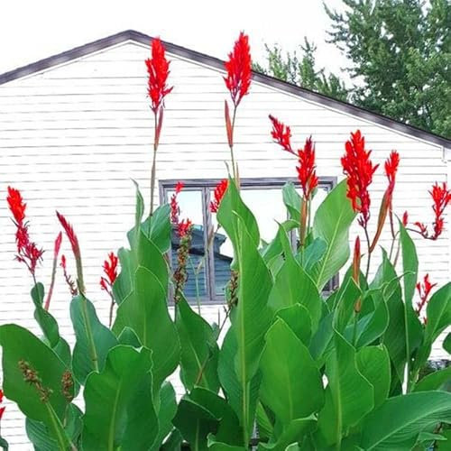 Blue Magic Design 5 Canna Lily Roots Long Lasting Giant Red Flowers Perennial Plant Tropical Garden
