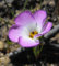 Seeds 100 Mountain Phlox (California Phlox) Semi Linanthus Grandiflorus Fiore : Seeds Only