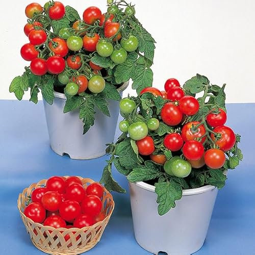Red Robin Tomato Seeds - Dwarf Heirloom Micro Cherry Tomato Plant Seed