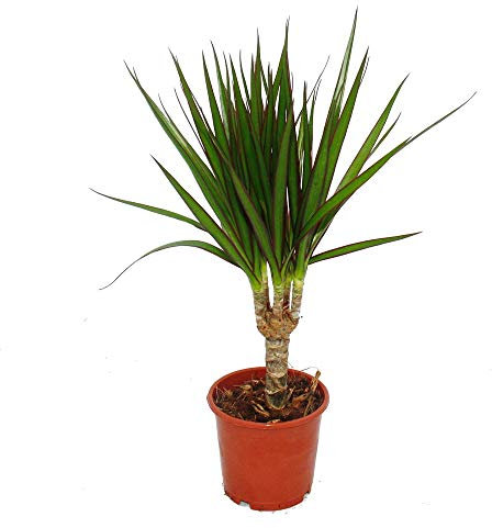 Exotenherz - Drachenbaum - Dracaena marginata - 1 Pflanze - pflegeleichte Zimmerpflanze - luftreinigend- 12cm Topf