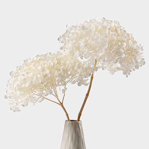 2 PCS Real Dried White Hydrangea Flowers Large Flower Heads (Length 14 Corolla Size 5''-6'') -Real Hydrangeas Petals for Wedding Vase Home Office Babyshower Party Boho Decor Crafts