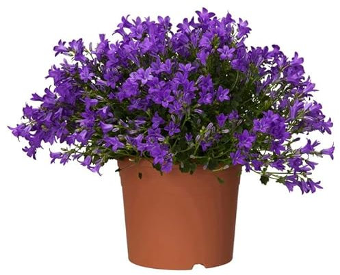 Campanula PREMIUM Planta Natural con Flores Azules muy Llamativas Ideal para Regalar
