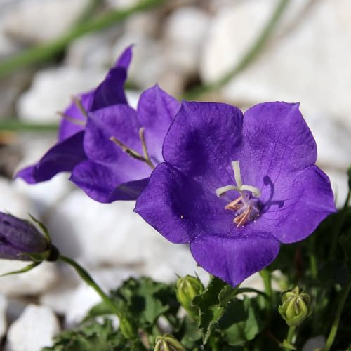 Bedwen Campanula 'Pearl Deep Blue' Plug Plant x3 – Compact Summer‑Flowering Alpine Perennial Bellflower for Rock Gardens, Cottage Borders & Patio Pots