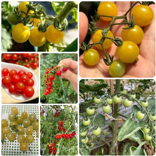 semillas de tomate grosella, verdes de interior trepadoras resistentes, para bancales elevados Comprar 150pcs