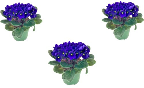 3 X Violet - African Violet Blue Saintpaulia Flowering Colors Indoor Plants Colours in 12cm pots