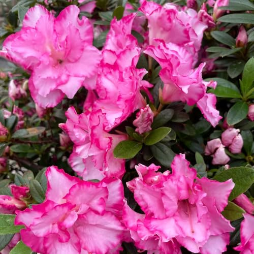 semillas de rododendro - resistentes al invierno para balcones azalea para decorar la sala de estar variedades antiguas 25pcs