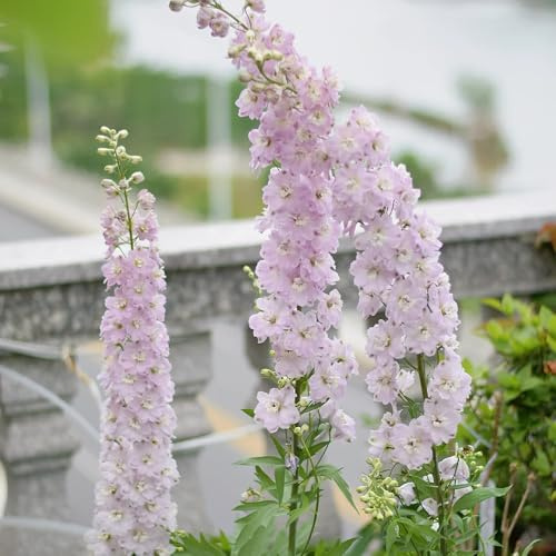 delphinium semi di balcone semi biologici balcone primavera tagliati primavera estate interni esotici ufficio parterre 125pcs