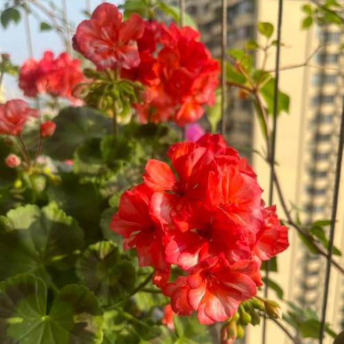 gerani, balcone serra recisi tappezzanti raro giardino roccioso letto rialzato varietà tradizionali da internodi resistentidi 55semi