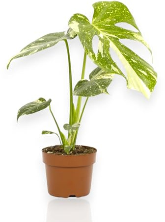 GARDENARIA Monstera deliciosa 'Thai constellation', 30-40 cm | Pianta vera da interno, Pianta ornamentale, Vaso da 12 cm, Facile da curare