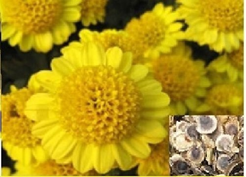 Stk - 40x Chrysanthemum indicum Li Blumen Pflanzen - Samen A54 - Seeds & Plants Shop by Ipsa