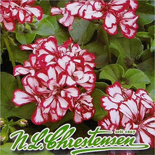 Potseed Geranio (Pelargonium Zonale Rojo y Blanco) 8 Semillas (# 1559)