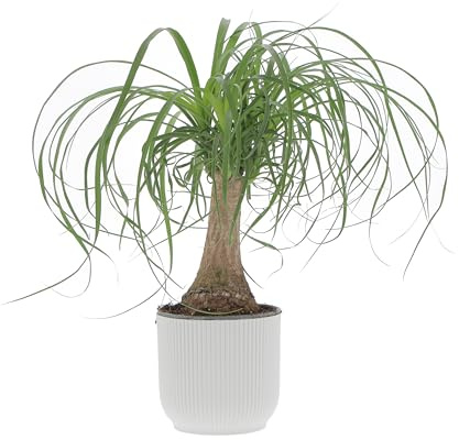 KENTIS - Beaucarnea Nolina Recurvata - Piante da Interni Vere - H 30-40cm Vaso Ø 14 cm - Mangiafumo